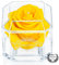 Eternal Petals A 100% Real Rose That Lasts Years, Handmade in UK – White Gold Solo with A Clear Crystal (Yellow)