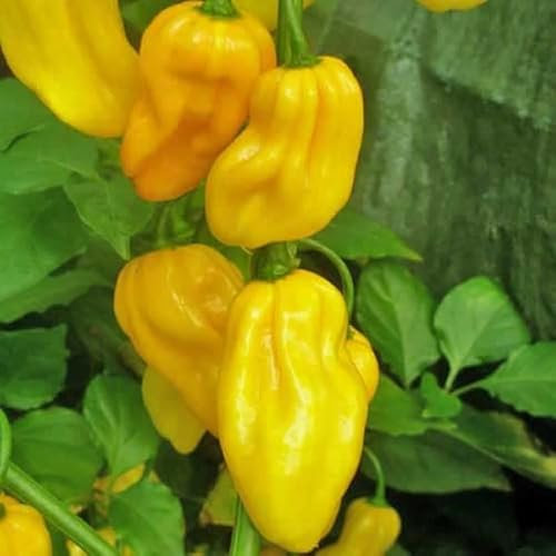 Semillas De Ají Habanero Amarillo - Chili Muy Picante Semillas de Hortalizas