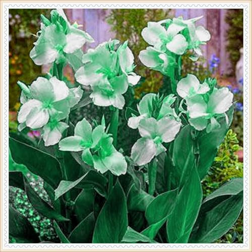 Riesige Canna, mehrjährige, winterharte Zwiebel, farbenfrohe, dekorative Pflanze für den Innen- und Außenbereich-1 zwiebel-B