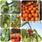 semillas de tomate de árbol tamarillo árboles de frutas de hortalizas invernadero plantas verdes jardín de árboles plantas para lugares soleados 100pcs