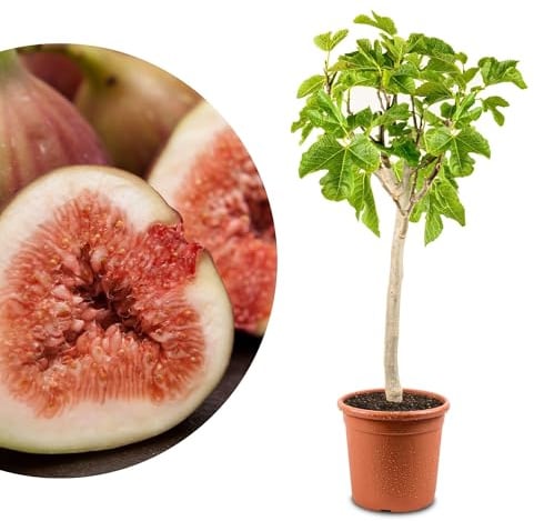 Meine Orangerie - Winterharter Feigenbaum - Echte Feige - Ficus Carica - Bornholmfeige - winterharte Feige in Gärtnerqualität - Fig tree - Feigenbaum selbstbefruchtend