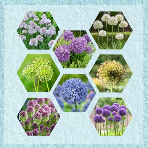 12 pcs allium zwiebeln winterhart mehrjährig, allium giganteum zwiebeln, blumenzwiebeln winterhart, frühlingsblumen, zierlauch zwiebeln allium pflanze kräuterbeet, nachhaltige geschenke