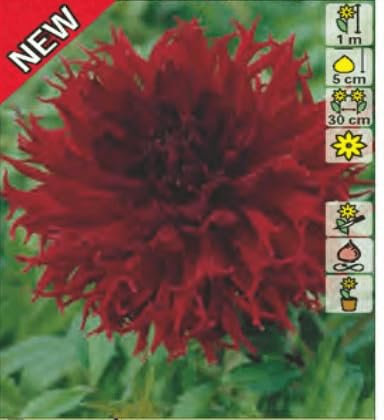 AGRONOM | DAHLIEN - KENORA MACOP B | Mehrjährige Blumenzwiebeln | Rot Blumen | Werden in Blumengärten, Töpfen angebaut, in blühenden Rasenflächen | 1 Blumenzwiebeln