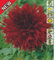 AGRONOM | DAHLIEN - KENORA MACOP B | Mehrjährige Blumenzwiebeln | Rot Blumen | Werden in Blumengärten, Töpfen angebaut, in blühenden Rasenflächen | 1 Blumenzwiebeln