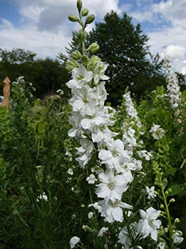 Weißer Rittersporn Delphinium belladonna 'Casa Blanca' 50 Samen