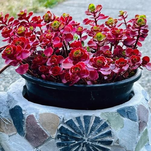 suculentas - semillas de rosa de montaña decoración raras regalos inusuales suculentas balcón en macetas resistentes Decoraciones jardín para exteriores, balcón. 600pcs
