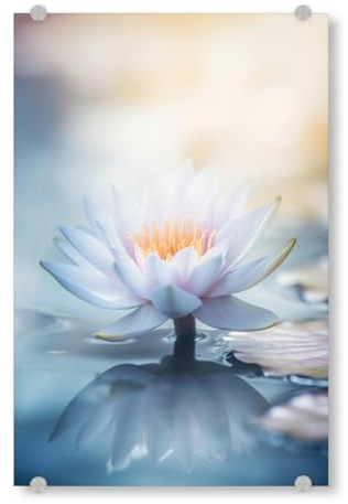 artboxONE Acrylglasbild 150x100 cm Natur Perlentau Lotus Bild hinter Acrylglas - Bild See blüte blüten