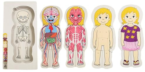 Menschlicher Körper Holzpuzzle Körperorganbewusstsein Skelettmodell Lernspielzeug, Mädchen