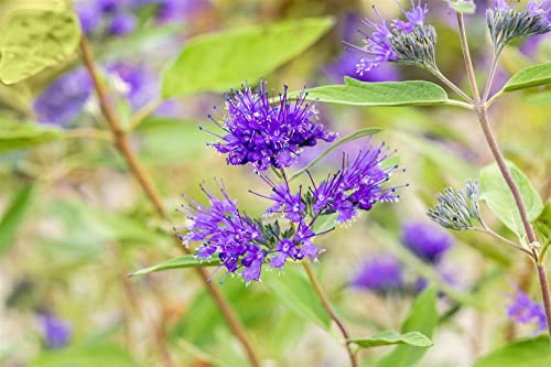Bartblume Caryopteris clandonensis Heavenly Blue 30-40 cm winterhart | Blaue Blueten, bienenfreundlich, sonniger Standort, schnittvertraeglich, ideal fuer Staudenbeet und Terrasse