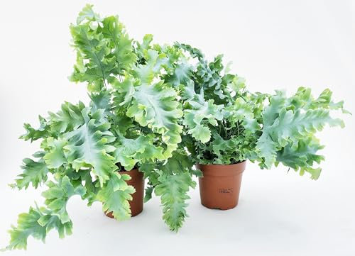 POWERS TO FLOWERS - FELCE AZZURRA, PHLEBODIUM DAVANA, VASO 12 CM DIAMETRO, 2PIANTE, piante vere