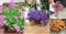 Oxalis-Zwiebeln,Winterhart MehrjäHrig,Topfpflanzen,Oxalis Knollen,Kleine Blumen,Garten,Bodendecker,Oxalis Pflanze,Winterhart，Oxalis Versicolor Knollen-15zwiebeln-F