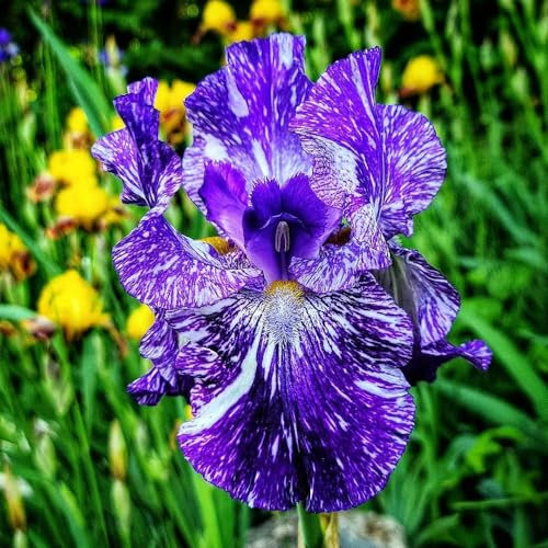 12 piezas de bulbos, lirios, bulbos perennes resistentes, plantas de cobertura del suelo, resistentes, Iris tectorum, jardín de iris, bulbos que florecen en primavera, jardín interior,