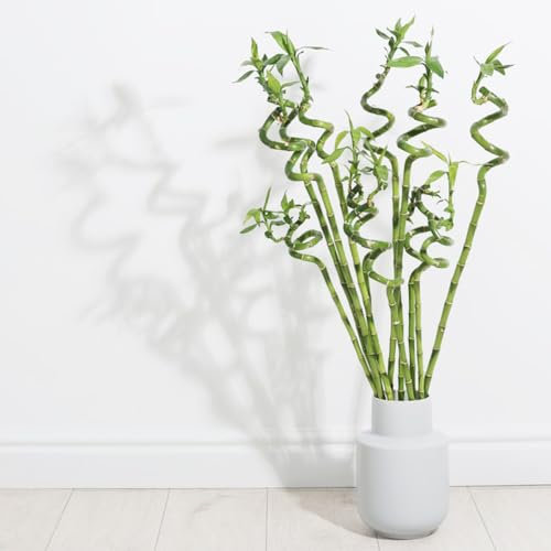 30 pcs glücksbambus pflanze samen bäume kaufen nachhaltigkeit geschenke Dracaena sanderiana, bonzai baum pflanzendeko hochbeet für balkon bonsai bäumchen kaufen immergrüne pflanzen