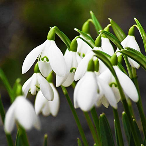 TOYHEART 200Pcs Premium Blumensamen, Schneeglöckchen Galanthus Seeds Viable Quick Growth Staude Gut Angepasste Duftende Blumen Bonsai-Sämlinge Für Balkon Weiß