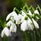 TOYHEART 200Pcs Premium Blumensamen, Schneeglöckchen Galanthus Seeds Viable Quick Growth Staude Gut Angepasste Duftende Blumen Bonsai-Sämlinge Für Balkon Weiß