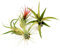 POWERS TO FLOWERS - TILLANDSIA DELL'ARIA, Set 4 Pezzi, Tillandsie, Pianta da Interno, Pianta Vera