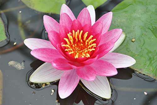 Nymphaea x cult.'Attraction' ca. 11x11 cm Topf - Seerose, rote Blüten, Blütezeit Juni-September, ideal für Teiche, winterhart, pflegeleicht
