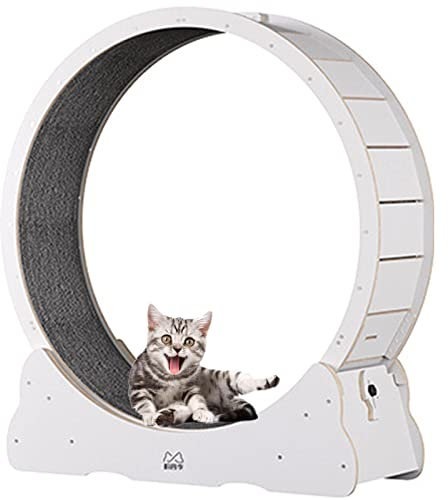 Katzenlaufrad für Wohnungskatzen, leises Mittelgroßes Laufrad mit Bremse, Robustes Spielzeug für Haustierkatzen, ideal für Indoor-Aktivität