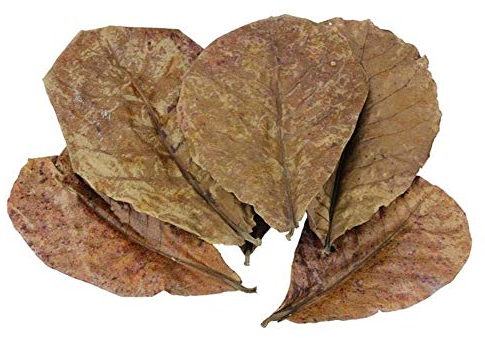 POFET 10 Stück Catappa indische Mandelblätter Ketapang Blatt Garnelen Betta Fisch Aquarium Pflege Niedrigerer pH-Wert für Aquarium Aquarium Verwendung