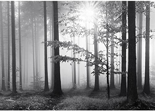 Runa Art Photo Wallpaper Forest in the Fog Modern Non-Woven Living Room Bedroom Wall Decoration - Made in Germany - Black-and-White 9241010a