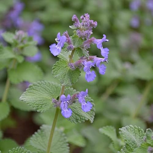 12 unidades o 1 m² Hierba de gato - Nepeta Faassenii Maceta 9x9 cm