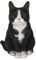 Vivid Arts Sitting Cats (Black/White Cat)
