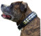 Hundehalsband Titan Lederhalsband Leder Schwarz Nieten Hohe Zugkraft Extra Breit Halsband Hund (L)