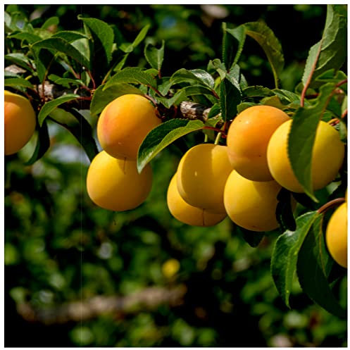 Plum 'Mirabelle de Nancy' 4-5ft Tall in 6L Pot, Self-Fertile Incredibly Sweet Honey Yellow Fruit 3fatpigs®