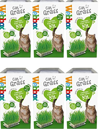 HowseHold Cat Grass Kit for Indoor Cats [6 PACK] Webbox Cat Grass Complete Easy Grow Kit with Seeds, Kitty Grass, Grass Planter, House Plant Alternative Tote Bag