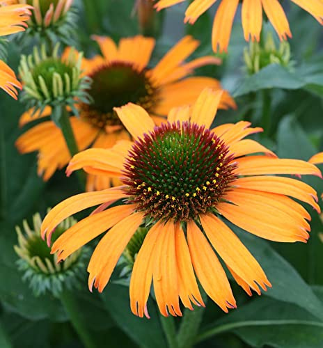 Sonnenhut Orange Skipper - Echinacea purpurea - lebende Gartenpflanze aus den Baumschulen