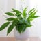 Peace Lily Plants Air Purifying and Filtering Grow Your Own Indoor House Plants, Compact & Bushy with White Flowers, 1 x Spathiphyllum Torelli ‘Air So Pure’ Plant in a 12cm Pot by Thompson and Morgan