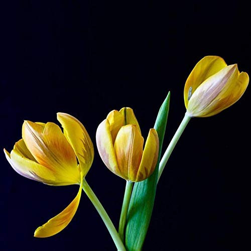 1 bolsa de tulipán semillas útiles pequeñas mezcla hermosa flor decorativa planta semillas Amarillo Semillas de tulipán