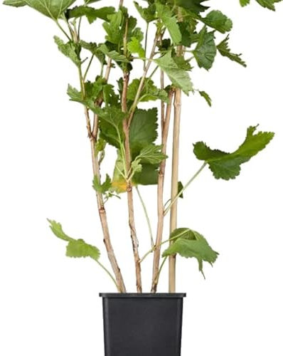 Grosella Natural Planta Frutal Productora de Frutos Rojos