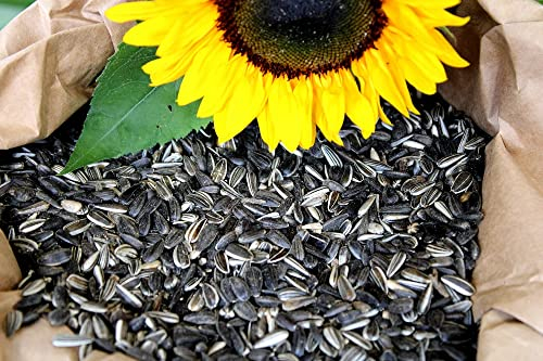 Futterbauer 10kg gestreifte Sonnenblumenkerne für Vögel, 100% Natur, Nahrhafte Energiequelle für Wildvögel, Frisch und reich an Nährstoffen, Ideal für Vogelfutter Stationen, Ernte 2025