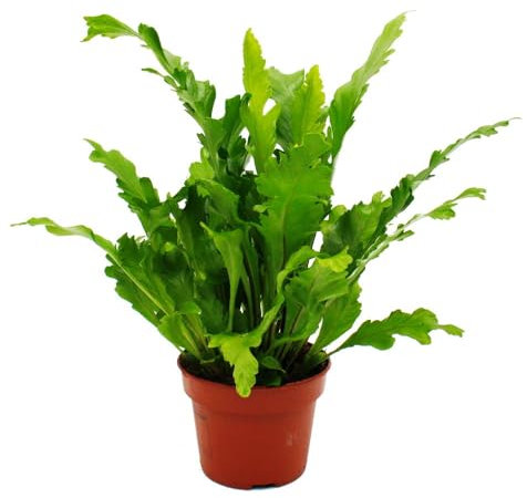 Asplenium nidus Campio - Variedades especiales de helecho para habitación - helecho nido - maceta de 17 cm - aprox. 30-40 cm de alto