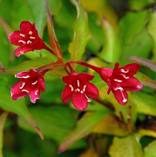 Hochstamm Liebliche Weigelie Cherry Love 80-100cm - Weigela - lebende Gartenpflanze aus den Baumschulen