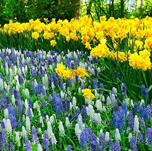50 X Narcisi Gialli & Muscari Misti - Bulbi Alta Qualità (50)