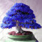 100 pc / sacchetto Rare Bonsai 13 varietà di azalee casa fai da te e piante da semi giardino di fiori Sakura Japanese