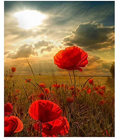 DRSTGYH Peinture à l'huile de Bricolage avec Brosses et Peintures Champ de Coquelicots Rouges DIY Peinture par Numéro Kits pour Adultes Enfants pour la Décoration de la Maison 40x50cm (sans Cadre)