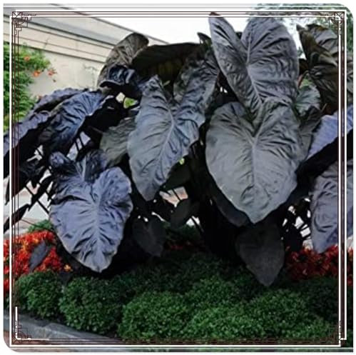 Elefantenohrzwiebeln Riesige Elefantenohren, große Zimmergrünpflanzen, große Blatttopfpflanzen im Wohnzimmer, Innenhof