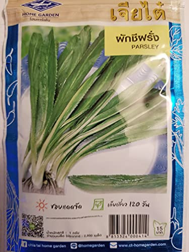 Thai Cilantro Parsley Seeds