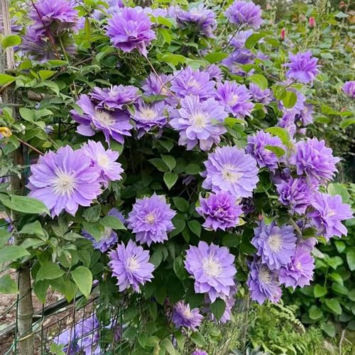 350 pcs clematis winterhart mehrjährig samen - bonsai samen blumendeko bienenfreundliche blumensamen,Clematis florida, plant winterfeste pflanzen für kübel sommerblumen winterharte