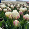 tulpenzwiebeln winterhart mehrjährig - blumenzwiebeln tulpen zwiebeln mehrjährige zwiebel garten steingartenpflanzen winterhart blumenzwiebeln kaufen blumen garten pflanzen balkon deko 12pcs