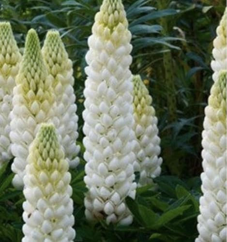 10 x Lupin Russel White Noble Maiden Plug Plants Hardy Perennial Flower