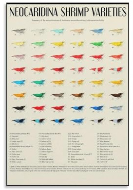 Neocaridina Shrimp Species Identification Chart, Comprehensive Color Guide Poster for Cherry Blue Yellow Shrimp, Educational Aquarium Wall Art(Unframed,12x18inch(30x45cm))