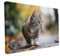 druck.de Keilrahmen - Katzen und Hunde Motive - Wandbild auf Künstler Leinwand – Hochwertiger Kunstdruck - 2cm Holzrahmen mit 280g Canvas - Auf der Lauer, 60x40 cm - Quer