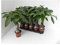 Pianta Pachira aquatica Braided stem-Vaso 12