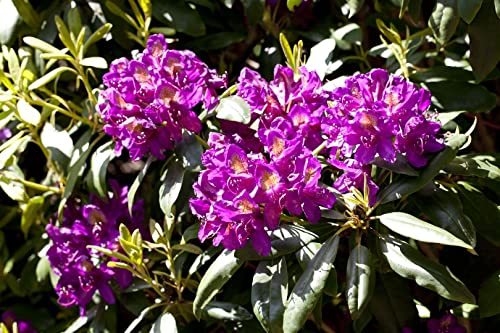 Rhododendron Hybr. 'Marcel Menard' 30-40 cm - Rhododendron, violette Blüten, Blütezeit Mai-Juni, ideal für saure Böden, winterhart, pflegeleicht