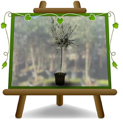 Olivenbaum Leccio del Corno - Olivenbaum in einem Topf - Höhe 200 cm - Alter 10 Jahre