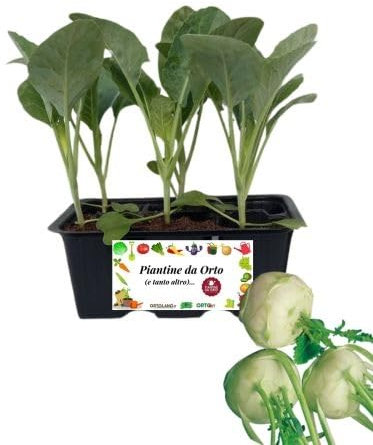 P. Piantine da Orto | Cavolo Rapa, Pianta da Orto o Balcone Pronta al Trapianto, Kit da 6 Piantine, Pianta Vera da Esterno, Vivaio Italiano